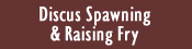 Discus Spawning & Raising Fry