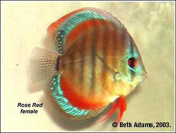 Solid Discus Gallery